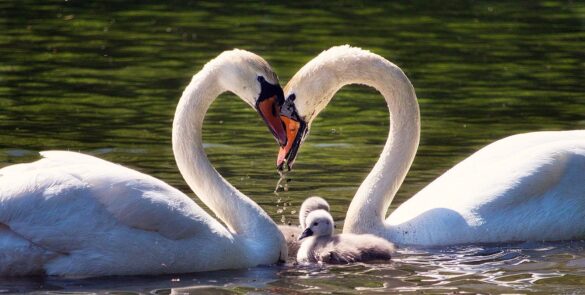 love, family, swan family